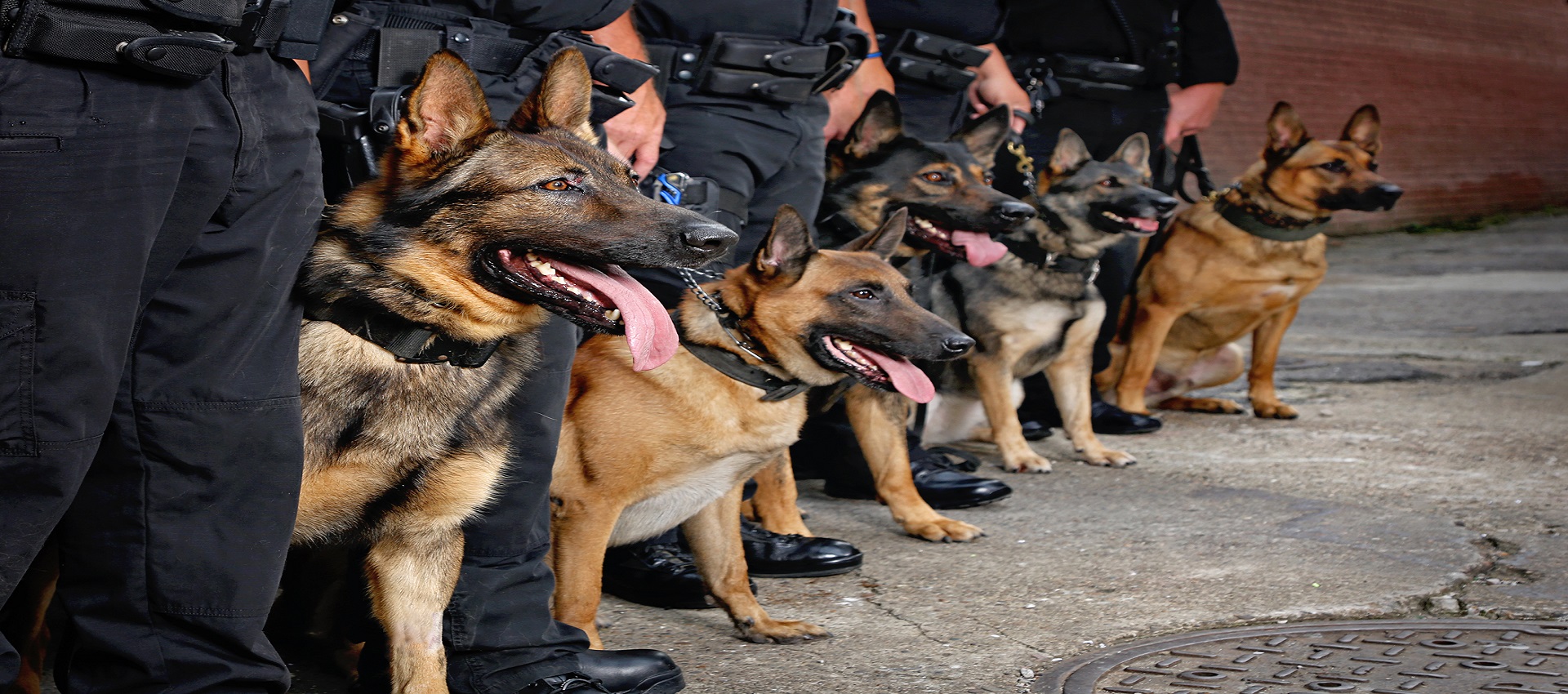BRAKIM Security specialized K9 unit in action